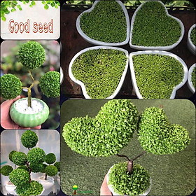 Mua Hạt Giống Cỏ May Mắn Trồng Tạo Nhiều Hình Dáng Đẹp Độc Đáo Theo Ý Muốn 200 Hạt