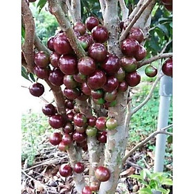 Mua nho thân gỗ tứ quý