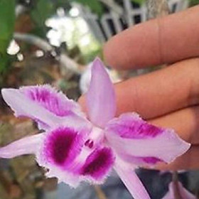 Mua kie Hoa phong lan phi điệp - 6 mắt thái  bình( cây cao 15cm )+ 700g phân thỏ hữu cơ ( hàng cắt kie )