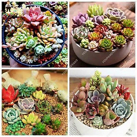 Combo 2 gói Hạt giống hoa sen đá mix màu,hạt giống chuẩn f1 -1 gói 200 hạt