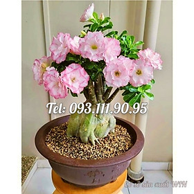 Mua Hạt giống hoa sứ ghép hồng tiên Thái Lan nhiều tầng cánh nhọn - Bịch 10 hạt – Mã số 2081