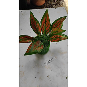 Mua Cây giả lá xanh sọc đỏ  cỏ giả trang trí  hoa giả trang trí tiền cảnh  hoa trang trí tết PAP-CG020