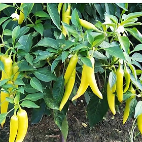 Mua Hạt giống ớt sừng dễ trồng  dễ canh tác  năng suất cao  trái chín có màu vàng  cam  đỏ tươi