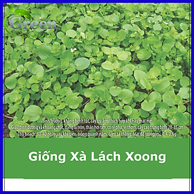 Mua Hạt Giống Xà Lách Xoong Dễ Trồng