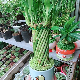 Mua Chậu Trúc Phát Tài
