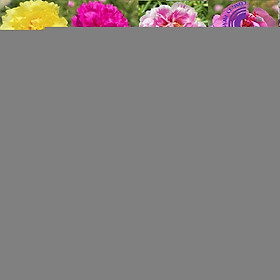 Mua Hoa Mười Giờ 1 kg Cành Thái Kép MÀU CAM MỚI Cành Tơ Siêu Khỏe Ra Rễ Sau 3 Ngày Hoa Mười Giờ Bonsai & Phụ Kiện