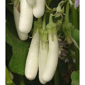Mua Hạt giống cà trắng dài lai - 1 gói 2gram