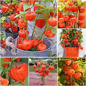 Mua Hạt giống thù lù cam Orichy F1
