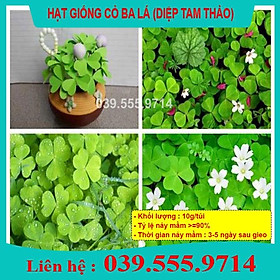 Mua Hạt Giống Cỏ Ba Lá  ( cỏ may mắn )10gram - Cỏ may mắn giúp trang trí sân vườn  bồn cây  để bàn