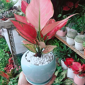 Mua Cây Vạn Lộc Hồng ( Cây Phát Lộc)