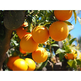 CÂY GIỐNG CAM Valencia