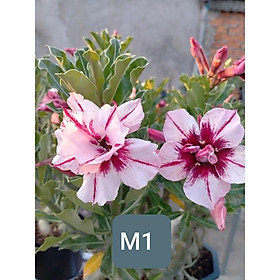 CÂY HOA SỨ THÁI CÁNH KÉP M1 - củ size to đại bự ,rễ quái thành hình, hàng tuyển loại 1