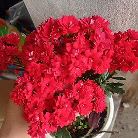 Mua Cây sống đời kép nhiều màu (thuần khí hậu MB)