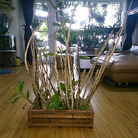 Phong Lan Hoàng Thảo Thái Bình