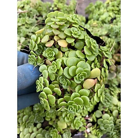 Cây sen đá sedum vảy cá _hàng sẵn