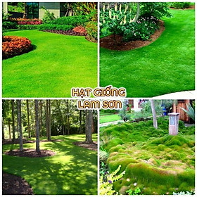 Mua HẠT GIỐNG CỎ NHUNG NHẬT - Loại Cỏ Mềm Trồng Trang Trí  Sạch Và Đẹp.