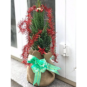 Cây sơn tùng noel