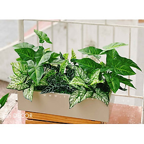 BỒN CÂY LÁ MÔN TRANG TRÍ TIỂU CẢNH LAN DECOR - BC105