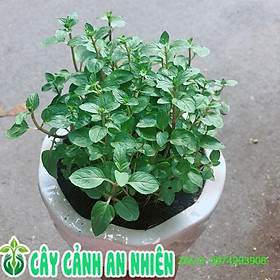 Mua Chậu Cây Bạc Hà Thơm