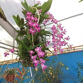1 Bó lan rừng QUẾ TÍM hoa cực thơm - cây giống
