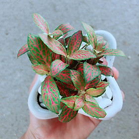 Chậu Cẩm Nhung Đỏ Nhạt