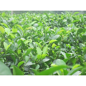 Mua Set 2 cây giống chè xanh trồng chậu - Đơn hàng thanh toán trước tặng 1 cây giống cùng loại