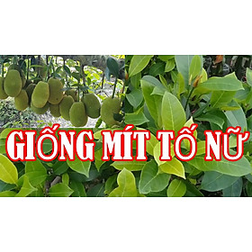 Mua CÂY GIỐNG MÍT TỐ NỮ
