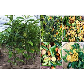 Cây CHAY giống- Siêu quả, cam kết chất lượng