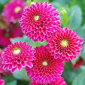 Mua COMBO 5 Củ giống Hoa THƯỢC DƯỢC mixx màu