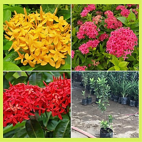Cây hoa mẫu đơn hay cây bông trang màu hồng , đỏ ,vàng giao ngẫu nhiên