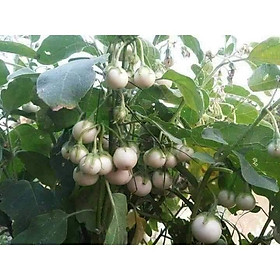 Mua HẠT GIỐNG CÀ PHÁO TRẮNG CAO SẢN