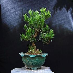 Mua Cây giống Tùng La Hán  cây làm bonsai  làm decor