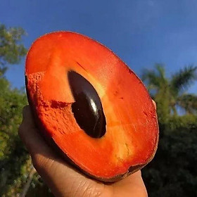 Mua CÂY GIỐNG HỒNG XIÊM RUỘT ĐỔ KHỔNG LỒ   QUẢ NẶNG 2KG  100% GIỐNG CHUẨN NHẬP KHẨU     100% sản phẩm mới  