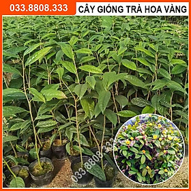 Combo 2 Cây Giống Trà Hoa Vàng  - Cây Giống Khỏe Đẹp