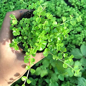 Mua Sedum SÒ DÂY