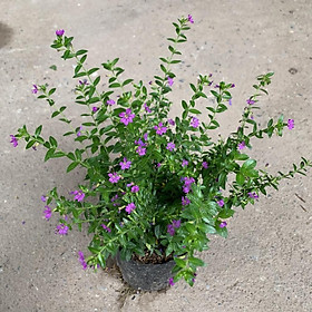 Cây xương rồng tai thỏ cao 15-20cm, cây phong thủy để bàn nội thất mang đến may mắn và thanh lọc không khí