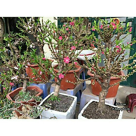 Mua THANH LÝ ĐÀO THẤT THỐN ĐANG RA LỘC RẤT ĐẸP
