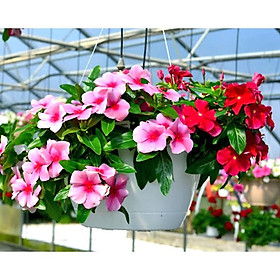 Mua 50hạt giống hoa dừa cạn rủ nhiều màu
