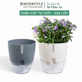 Chậu trồng cây tự tưới thông minh MONROVIA size Lớn, cho hoa, cây cảnh, bonsai, để bàn, ban công, Tiêu Chuẩn Châu Âu