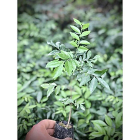 Mua CÂY GIỐNG MÓC MẬT(cây to như ảnh số 3)
