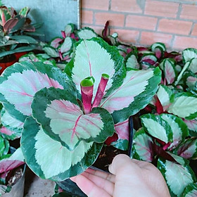 Mua Chậu đuôi công viền xanh đốm trắng hồng