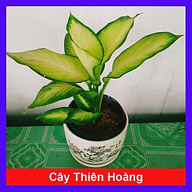 Cây Thiên Hoàng - cây cảnh để bàn + tặng phân bón cho cây