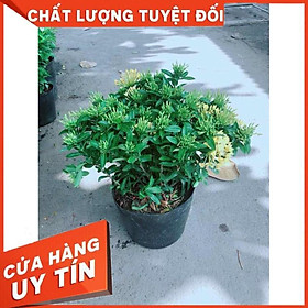 Cây Trang Thái Vàng Nhiều Người Mua