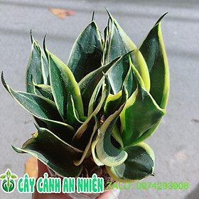 Mua Lưỡi Hổ Thái Xanh