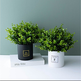 Mua Chậu cây giả cao 20cm đẹp tự nhiên trang trí bàn học  kệ tủ  giá sách  decor nội thất phòng khách  cửa hàng  khách sạn  văn phòng công ty xanh mát  cây cảnh kim tiền phong thủy