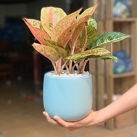 Cây Cung Điện để bàn