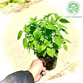 Cây kinh giới - cây gia vị cao 30-40cm .