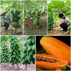 Mua Cây đu đủ giống đài loan ( quả dài ruột đỏ siêu ngọt ) thuần chủng F1