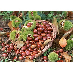 CÂY GIỐNG CÂY HẠT DẺ TRÙNG KHÁNH