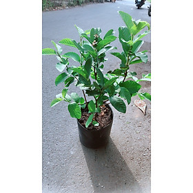 Mua Cây Ổi Nữ Hoàng